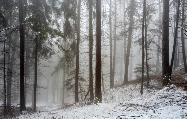 Picture winter, forest, snow, trees, fog