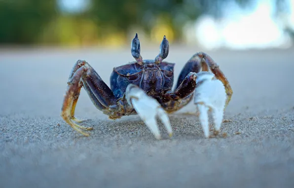 Picture sand, eyes, macro, background, crab, bokeh, claws