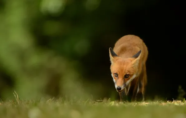 Picture grass, look, pose, the dark background, glade, Fox, red, face, sneaks, bokeh