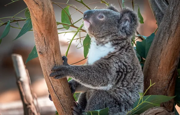Picture bear, cute, Koala