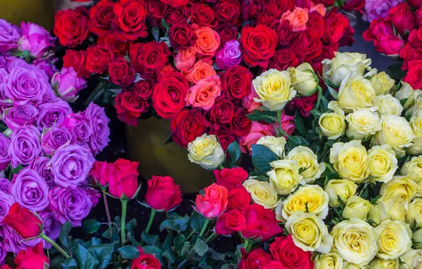 Picture roses, colorful, beautiful