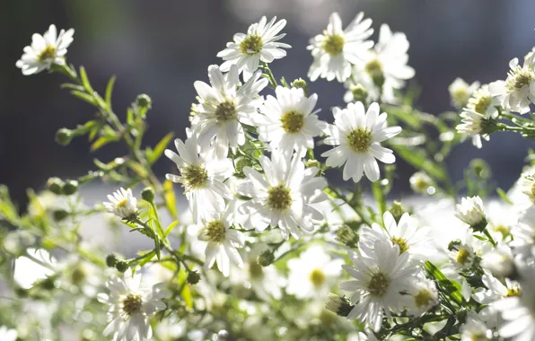 Picture leaves, light, flowers, Bush, white, a lot, bokeh, asters