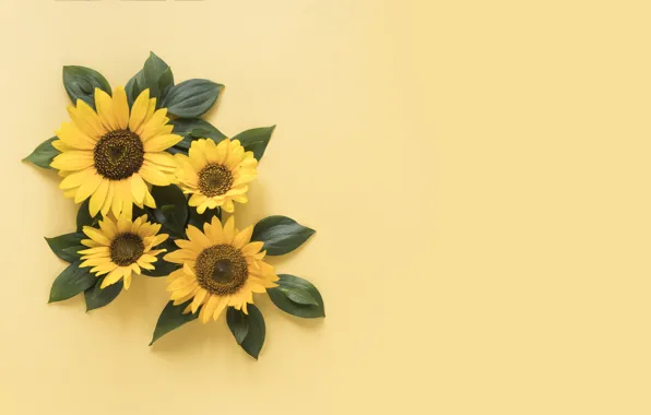 Picture sunflowers, yellow, background, yellow, beautiful, sunflowers