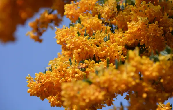 Picture flowers, branches, Bush, spring, yellow, flowering