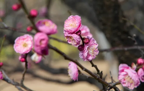 Picture flowers, branches, spring, Sakura, pink, flowering