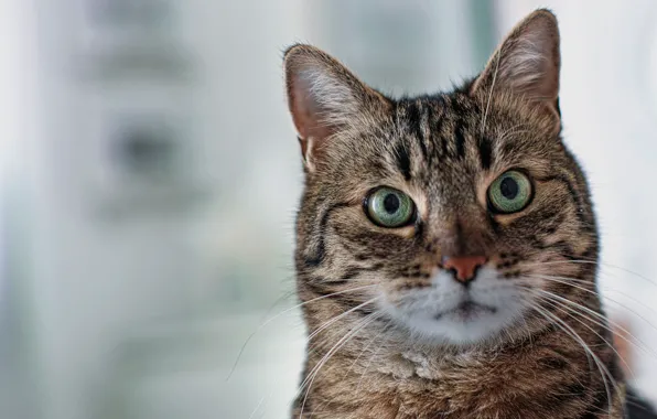 Picture cat, cat, look, background, portrait, muzzle, green eyes