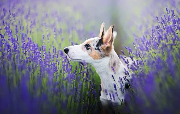 Picture field, look, face, flowers, pose, background, portrait, dog, puppy, profile, ears, lavender, spotted, blurred, Eeyore, …