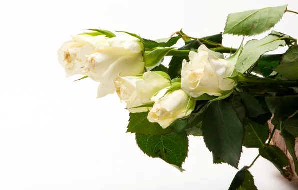 Picture leaves, flowers, roses, white background, white, buds