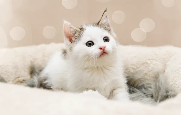Picture cat, white, look, kitty, background, portrait, baby, fur, kitty, face, sitting, bokeh, spotted, with spots