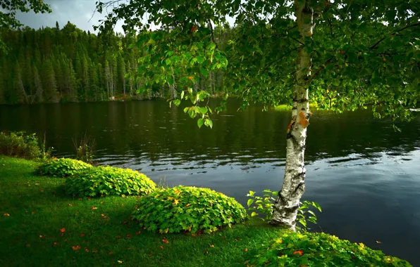 Picture greens, summer, lake, pond, Park, tree, shore, foliage, trunk, birch, the bushes, pond, shrubs