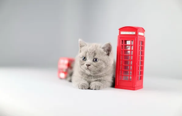 Picture cat, kitty, toy, phone booth, British