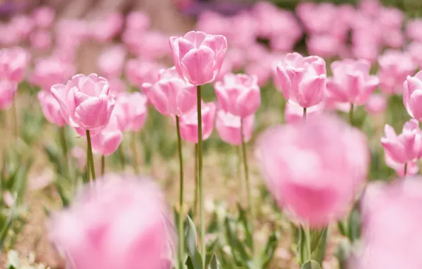 Picture light, flowers, tenderness, spring, tulips, pink, buds, flowerbed, bokeh