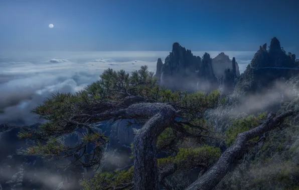 Picture mountains, fog, rocks, pine, pine