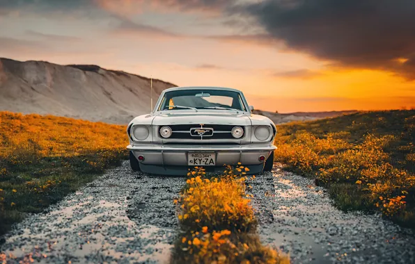 Picture Ford, Shelby, Ford Mustang, road, sunset, custom, GT350