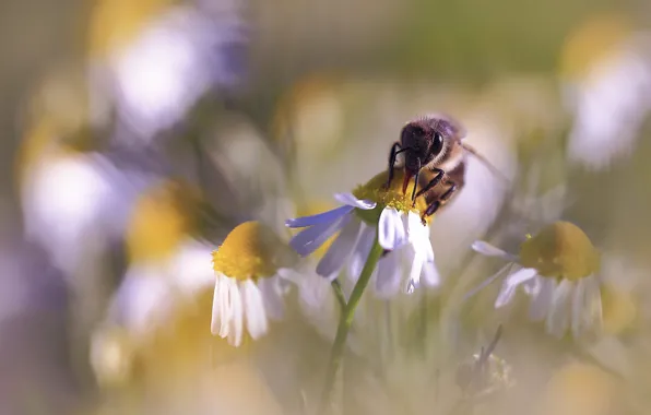 Picture macro, flowers, bee, chamomile, blur, spring, insect, white, bokeh, proboscis, сбор нектара