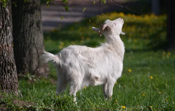 Picture grass, spring, Pets, goat