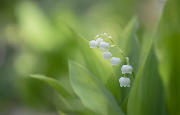 Picture leaves, flowers, blur, spring, garden, white, lilies of the valley, bokeh