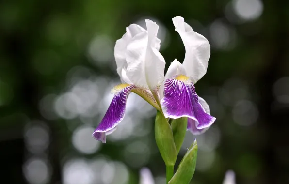 Picture flower, background, spring, iris