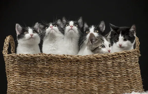 Picture cats, the dark background, kittens, kids, basket, a lot, clones, black and white, faces, brood, …