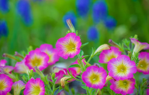 Picture summer, background, bright, garden, pink, flowerbed, bokeh, petunias