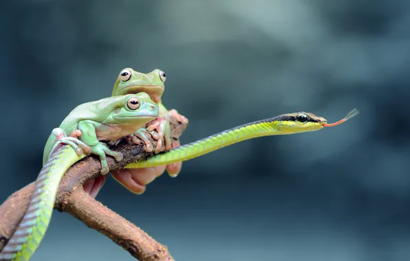 Picture language, look, branches, background, together, snake, green, frogs, trio, bitches, bokeh, poses, reptiles, boys