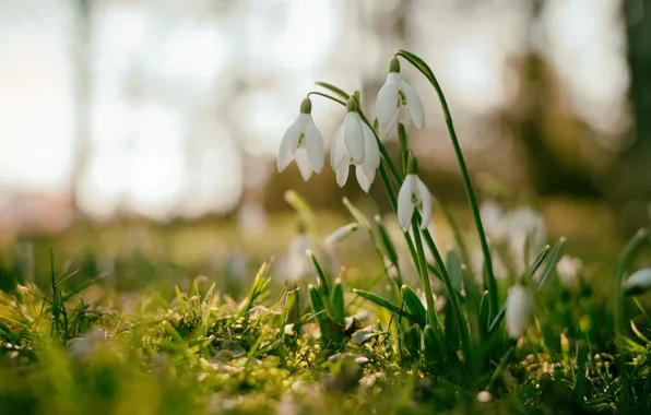 Picture grass, light, flowers, nature, glade, spring, snowdrops, white, bokeh