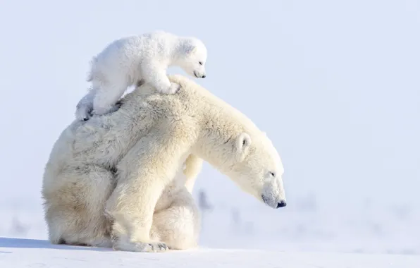 Picture winter, animals, snow, predators, bears, bear, cub, bear