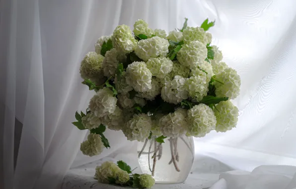 Picture flowers, bouquet, curtains, white, still life, flowering, Kalina, buldenezh