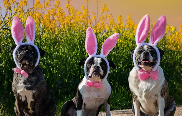 Picture dogs, Easter, trio, ears, кроличьи