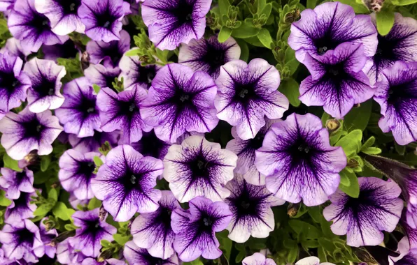Picture flowers, purple, lilac, petunias