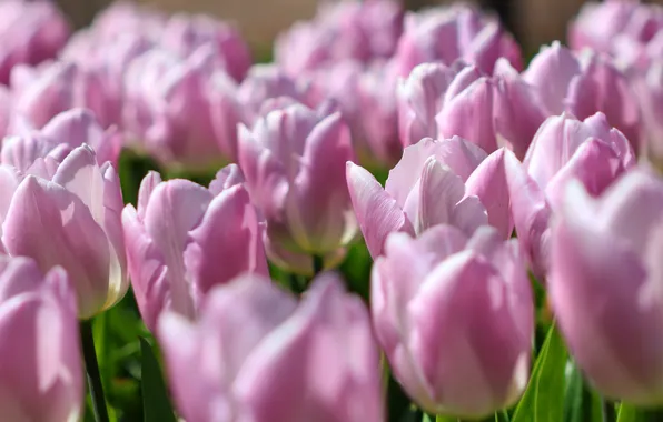Picture flowers, close-up, glade, spring, tulips, pink, buds, a lot