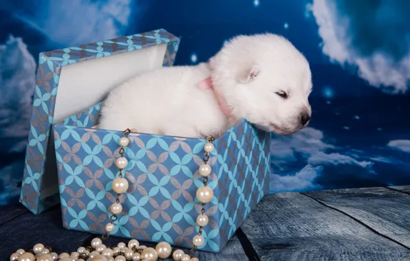 Picture white, the sky, clouds, night, box, Board, dog, baby, muzzle, puppy, beads, blue background, photoshoot, …