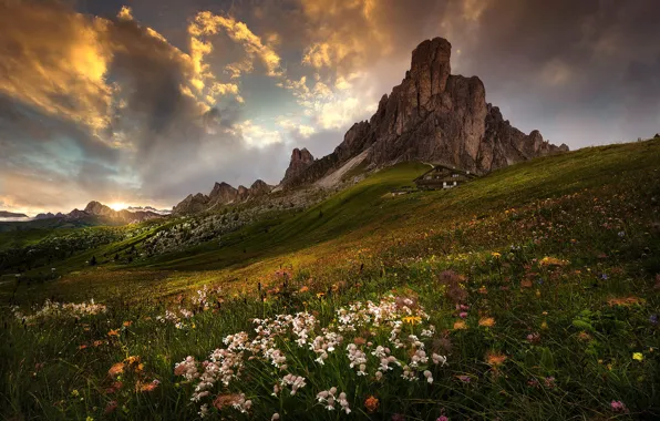 Picture flowers, mountains, slope