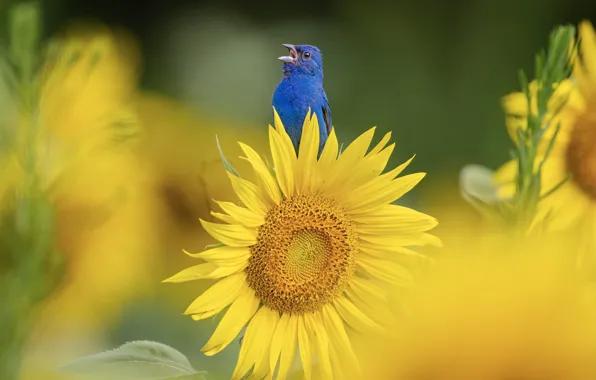 Picture flower, bird, sunflower, blue, bokeh, Indigo sancopy cardinal