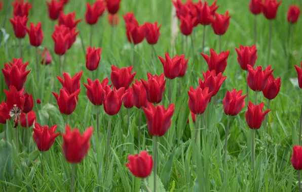 Picture greens, grass, flowers, spring, tulips, red, flowerbed, a lot