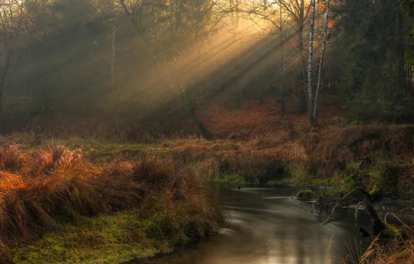 Picture autumn, forest, rays, nature, river