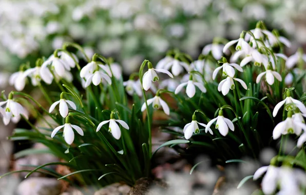 Picture flowers, nature, glade, spring, snowdrops, white, a lot, bokeh