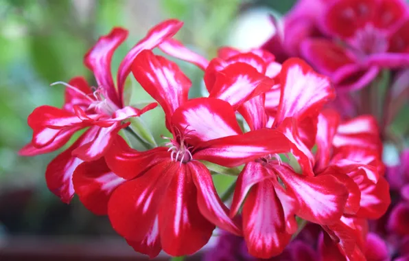 Picture flower, red, widescreen, fuchsia