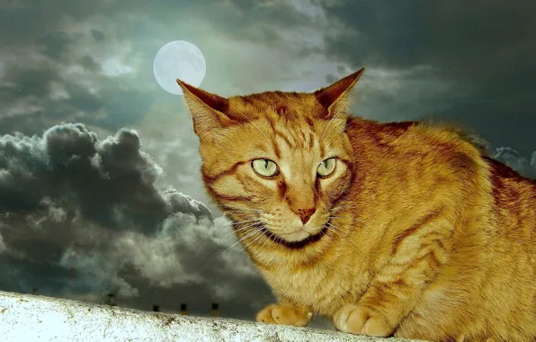 Picture moon, animals, cat, clouds