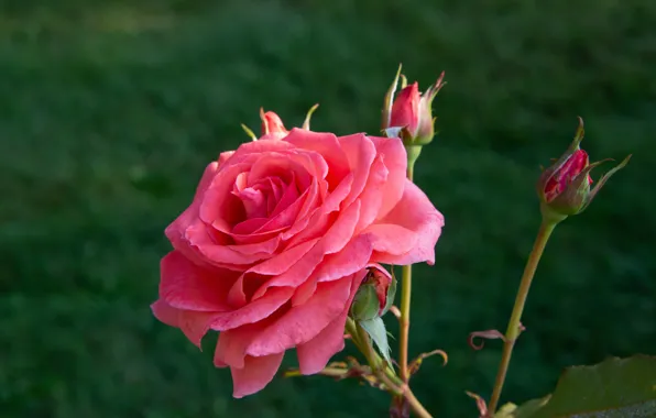 Picture flower, pink, rose, stem, buds
