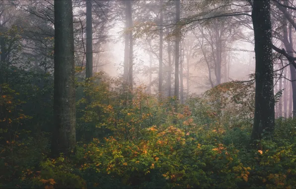 Picture autumn, forest, trees, branches, fog, thickets, trunks, foliage, haze, the bushes, shrubs