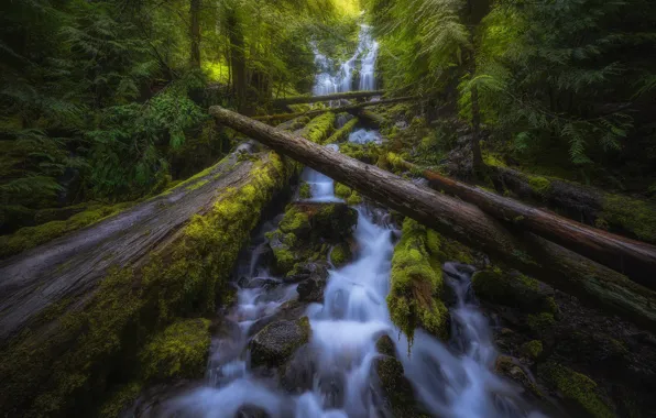 Picture forest, waterfall, moss, Oregon, cascade, Oregon, logs, Willamette National Forest, Proxy Falls, Waterfalls Proxy, Национальный …