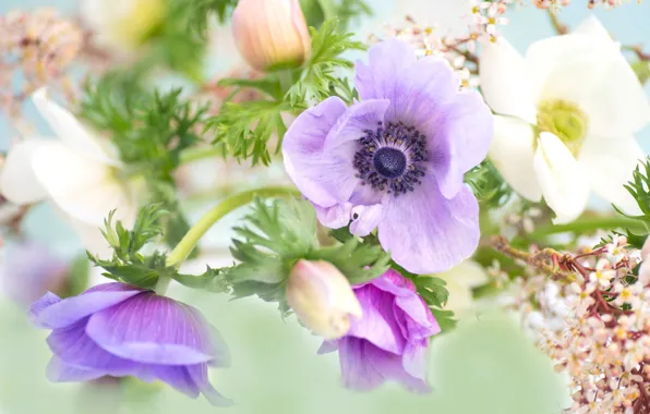 Picture petals, Anemone, buds, Anemone