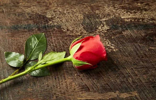 Picture roses, Bud, red, rose, red rose, wood, romantic, bud