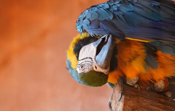 Picture pose, bird, beak, parrot, log, orange background, sitting, Ara, upside down, чистит перышки