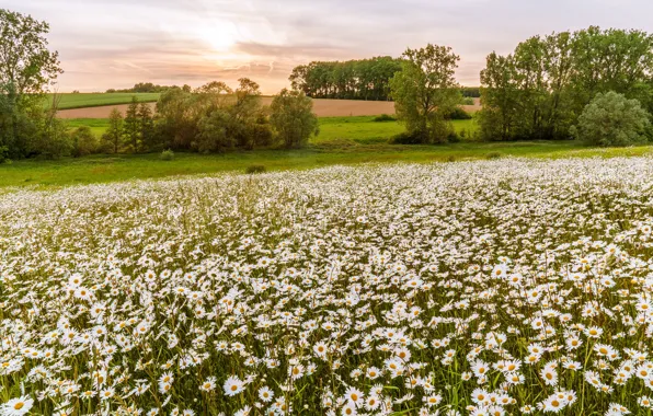 Picture field, summer, the sun, trees, flowers, field, chamomile, spring, meadow, white, the bushes, lawn, a …