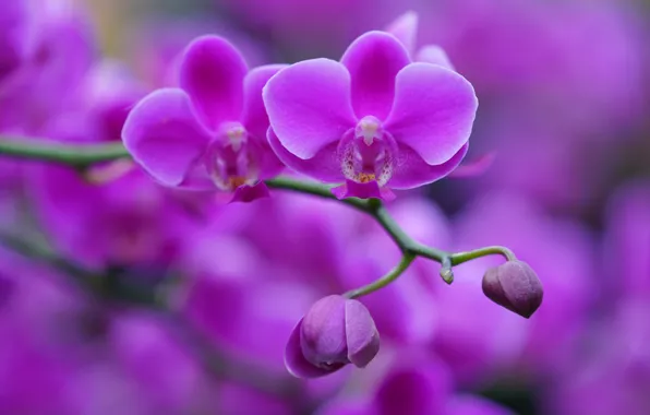 Picture sprig, background, buds, Orchid, Phalaenopsis