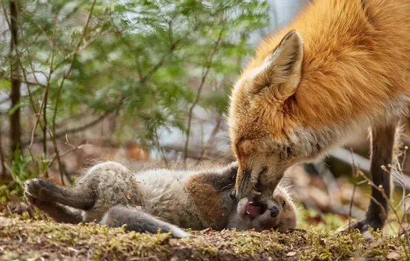 Picture Fox, Fox, Fox
