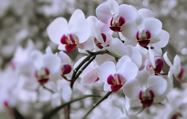 Picture flowers, background, stems, white, orchids, a lot, bokeh