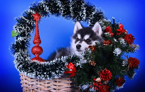 Picture look, branches, pose, grey, star, dog, baby, Christmas, puppy, New year, lies, tinsel, face, basket, …